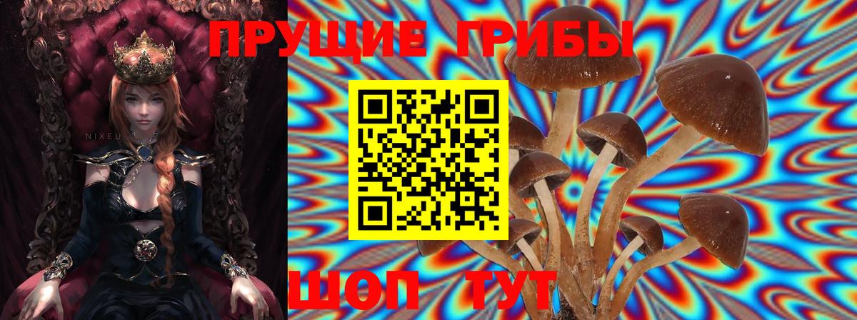 Псилоцибиновые грибы прущие грибы Губкин